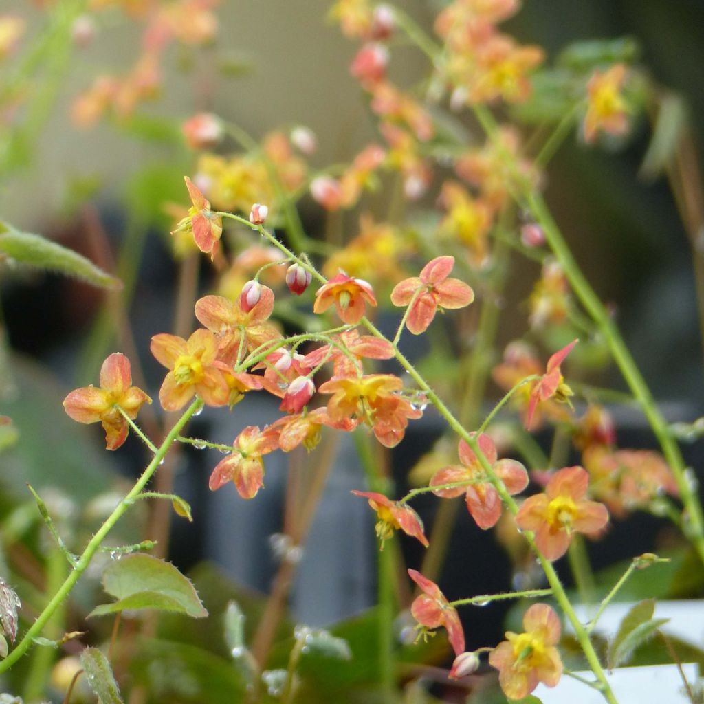 Fleur des Elfes - Epimedium  pubigerum Orangekönigin