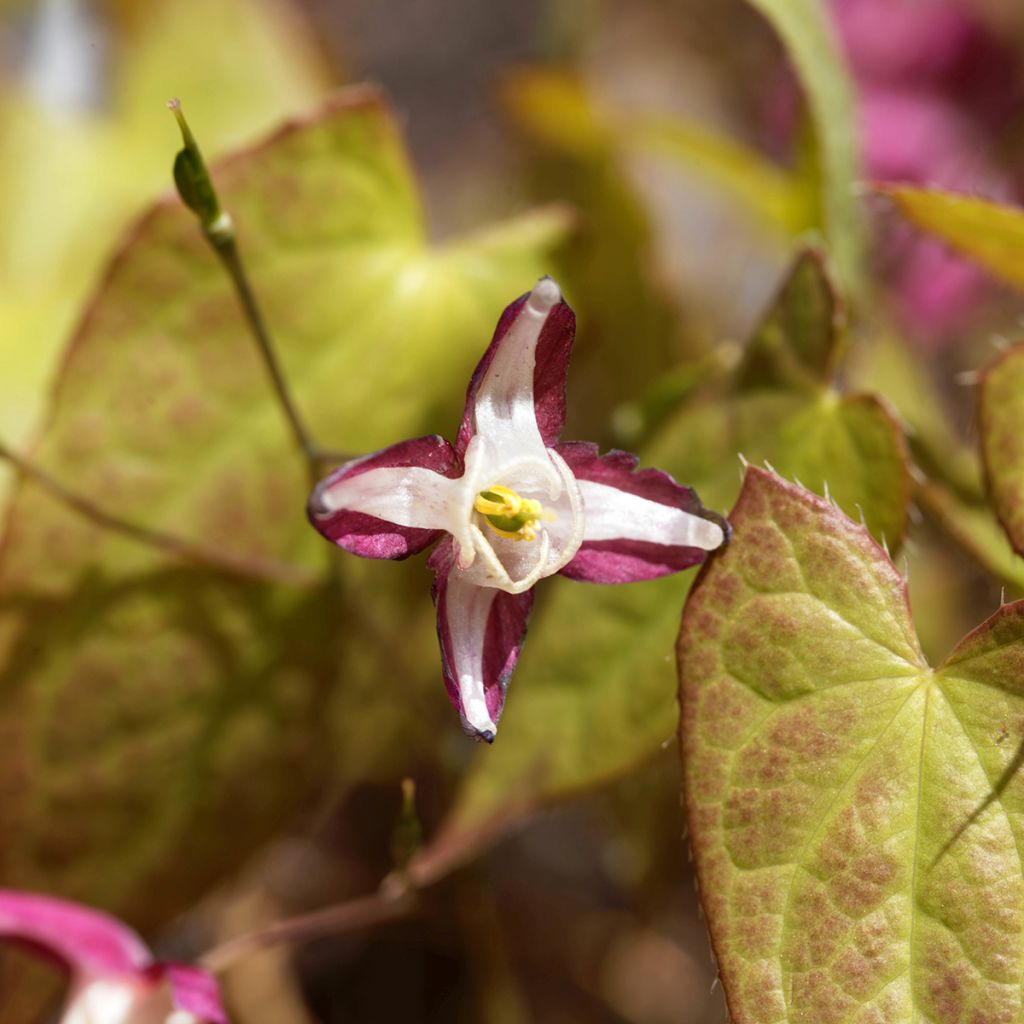 Epimedium rubrum