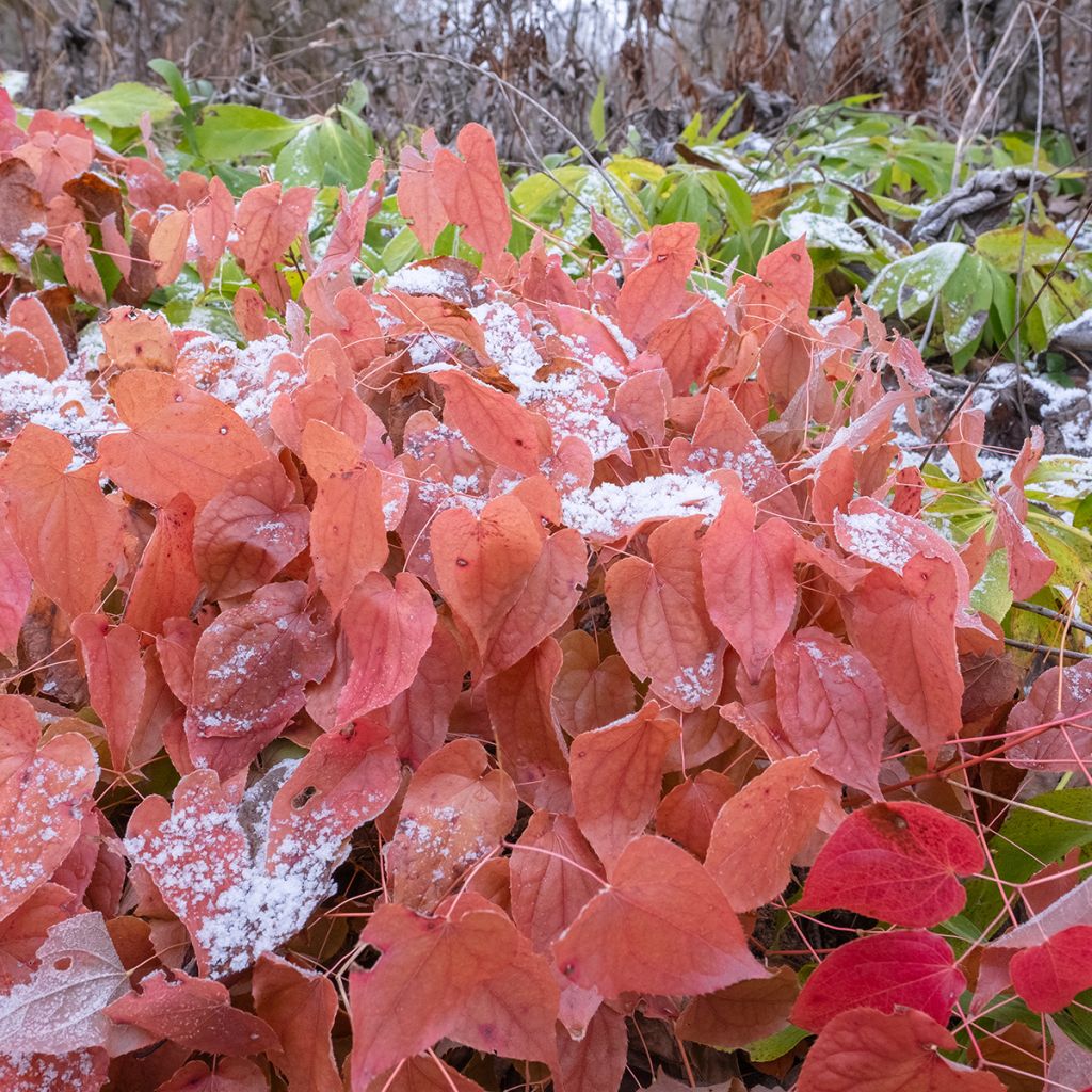 Epimedium rubrum