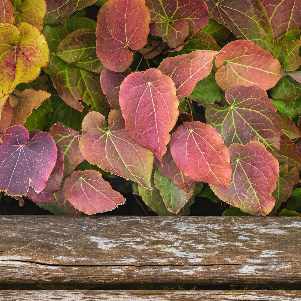 Epimedium rubrum