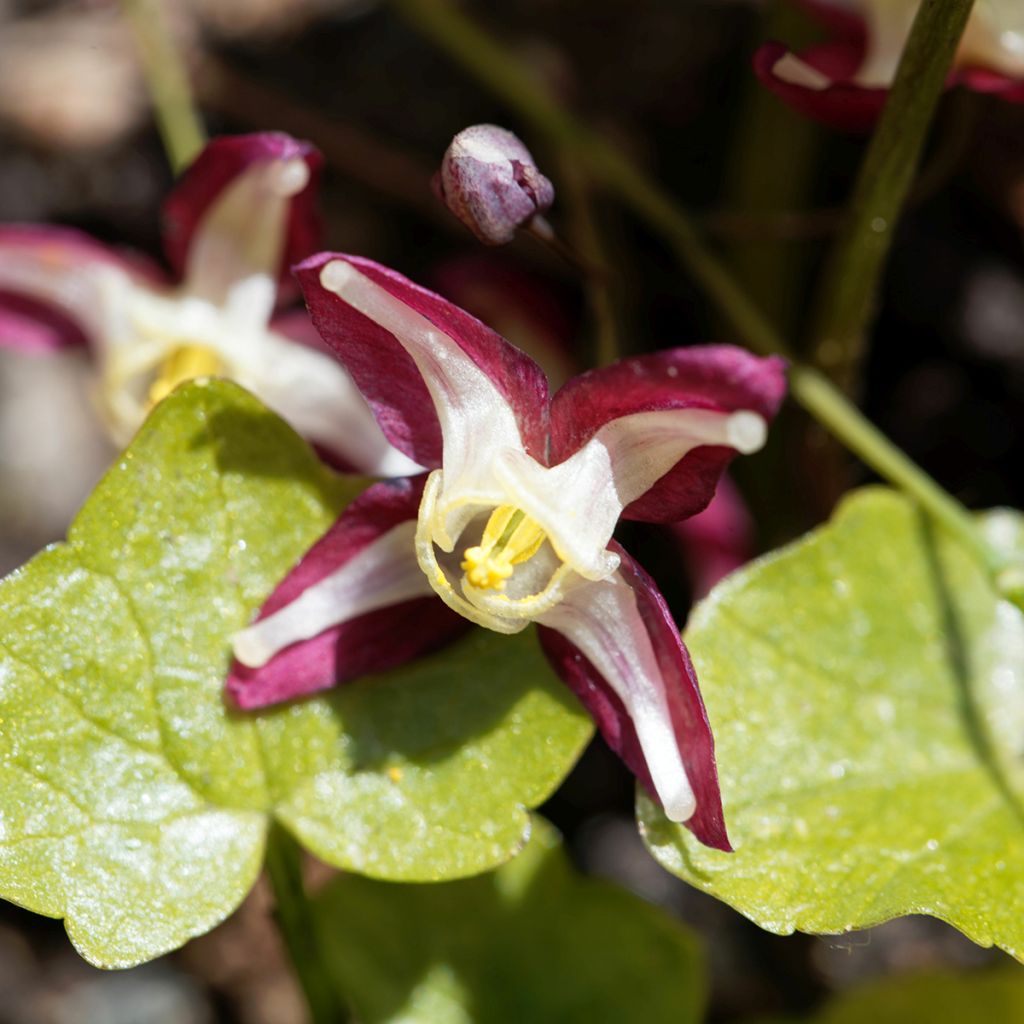 Epimedium rubrum