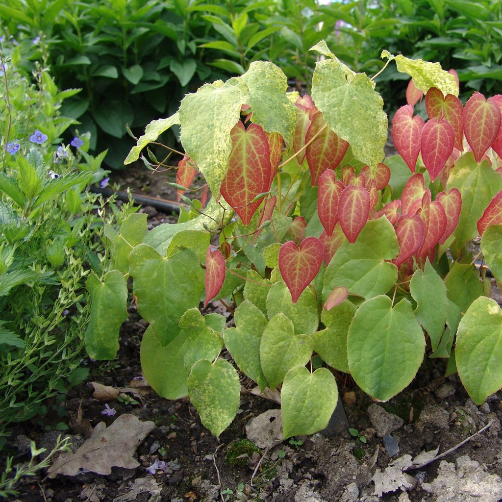 Epimedium rubrum