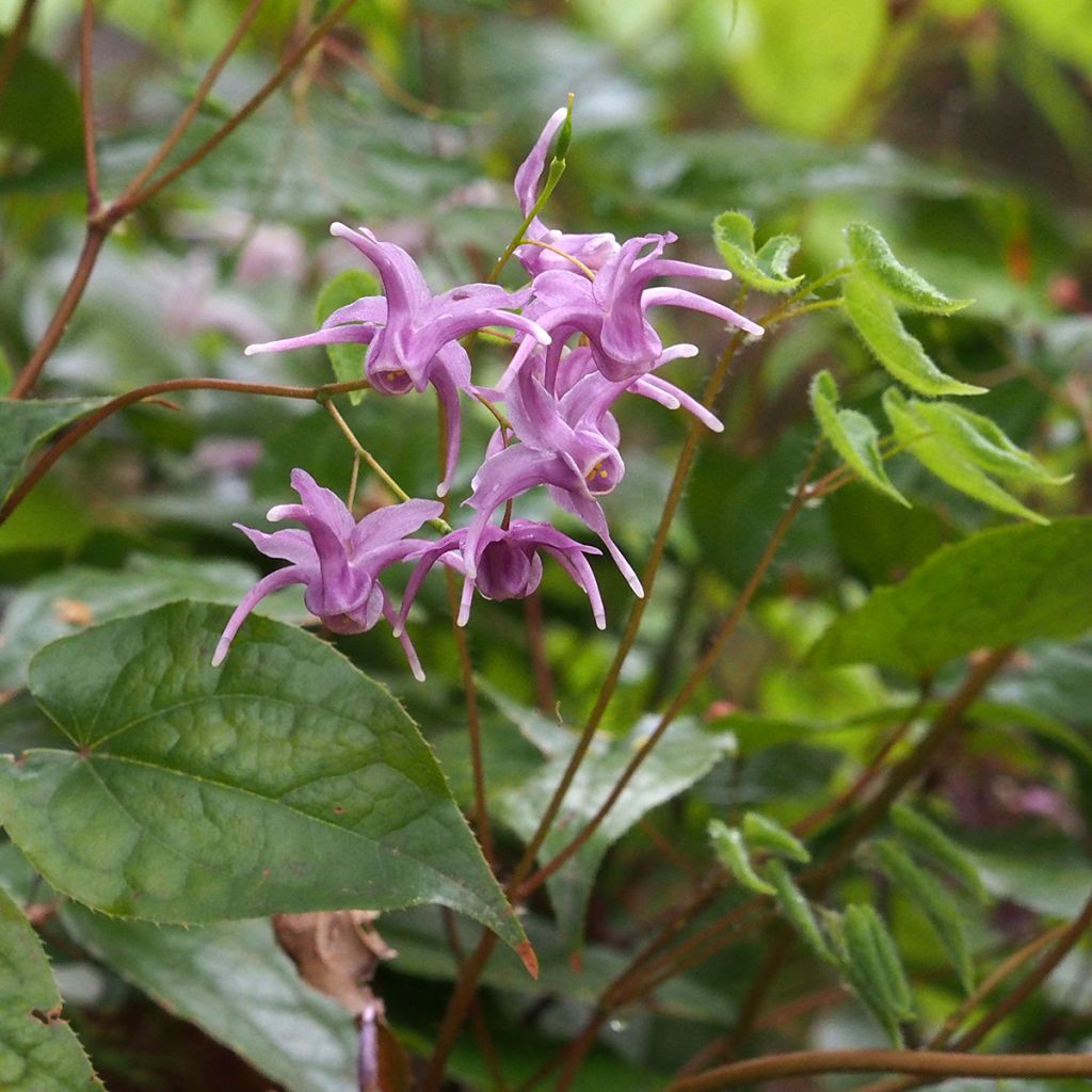 Epimedium sempervirens, Fleur des elfes