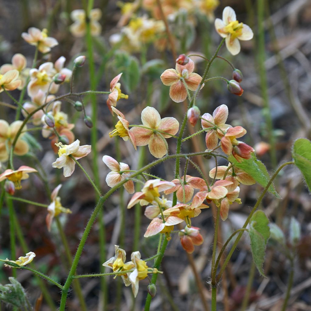 Epimedium warleyense