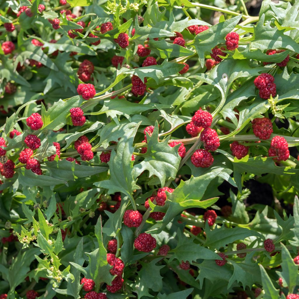 Chenopodium capitatum - Spinacio fragola