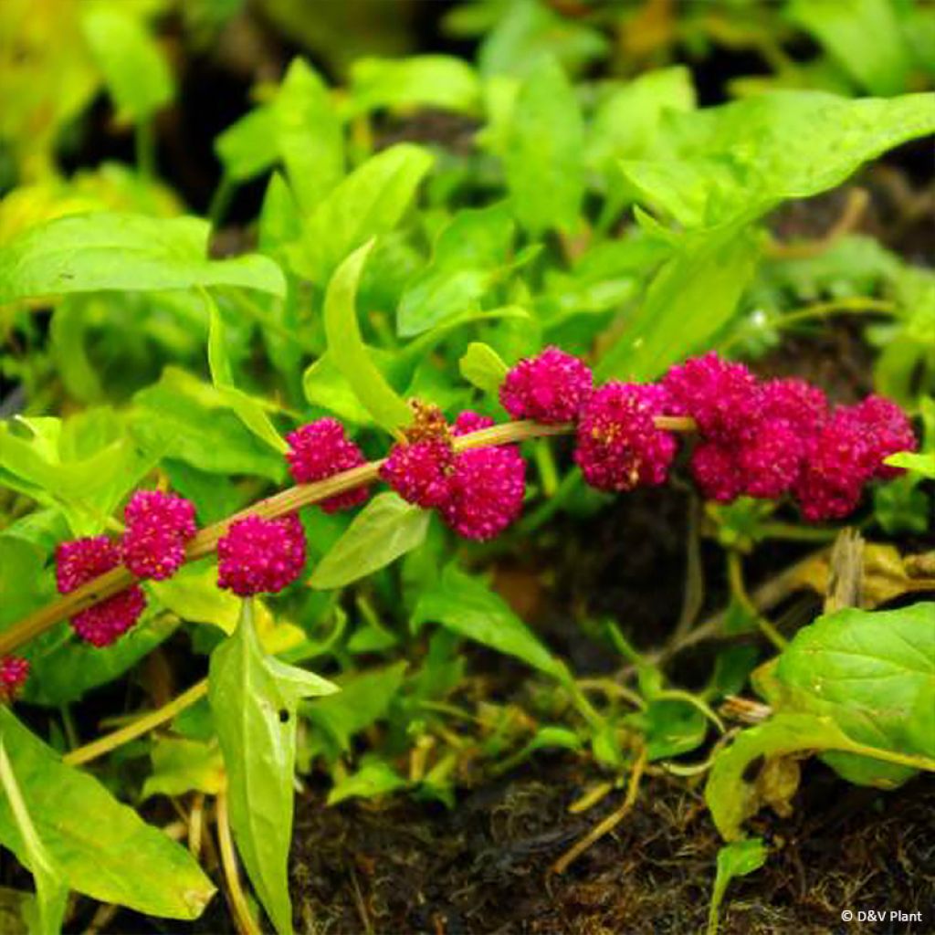 Epinard Fraise - Chenopodium capitatum