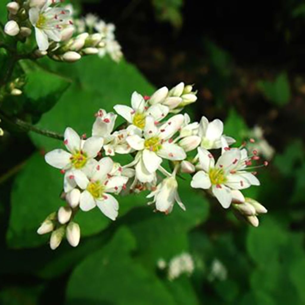 Fagopyrum dibotrys - Grano saraceno perenne