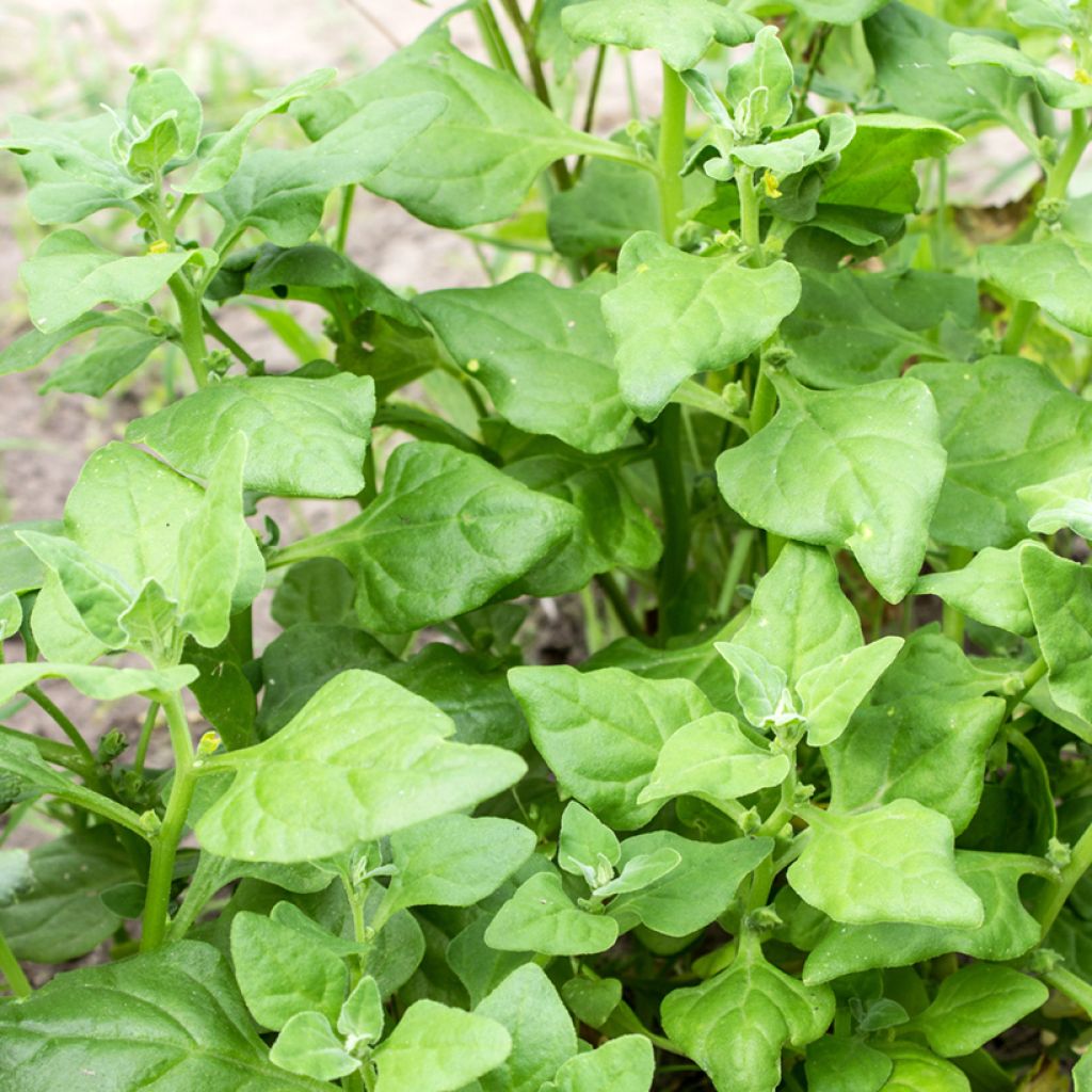 Tetragonia tetragonioides - Spinacio della Nuova Zelanda