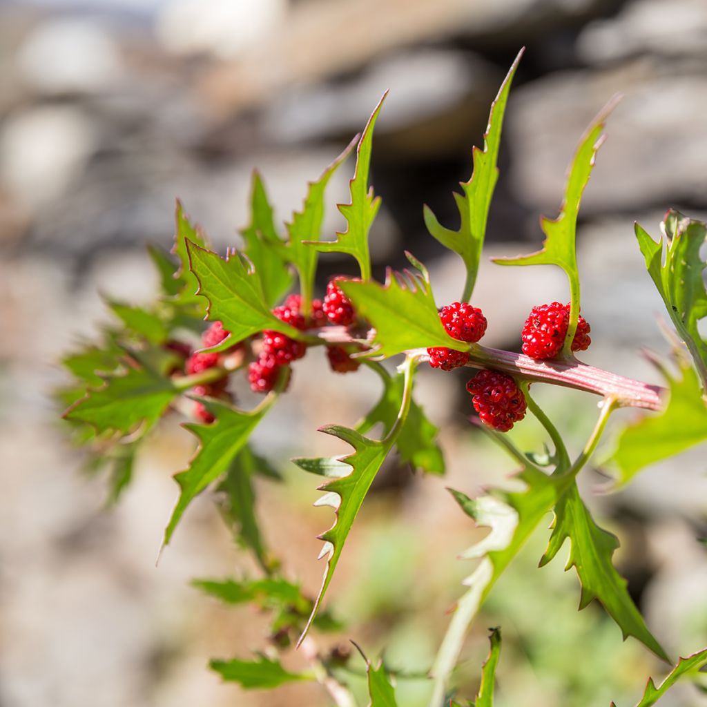 Chenopodium foliosum - Farinello foglioso