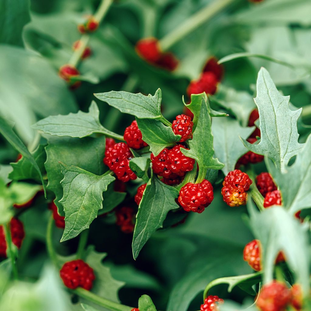 Chenopodium foliosum - Farinello foglioso