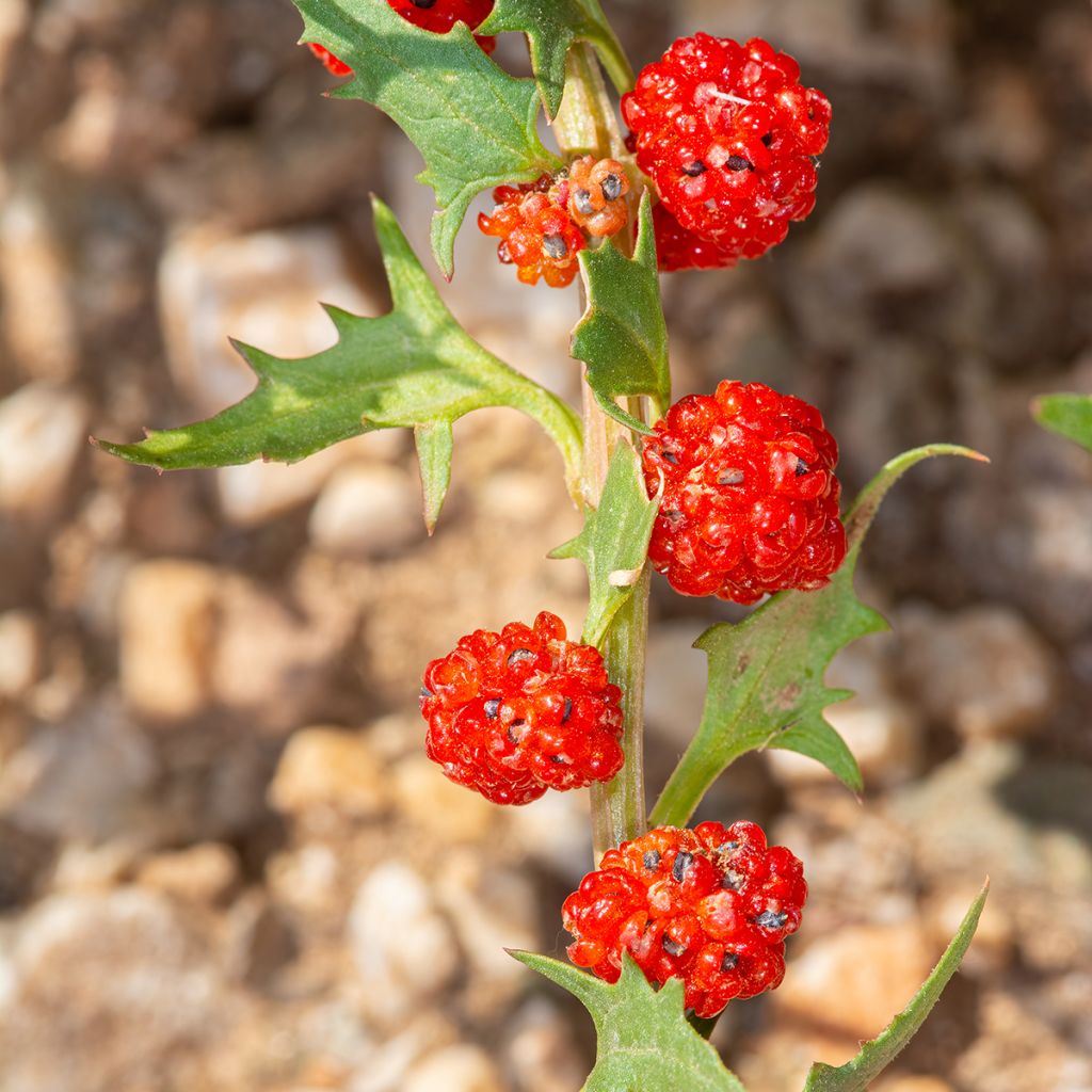 Chenopodium foliosum - Farinello foglioso