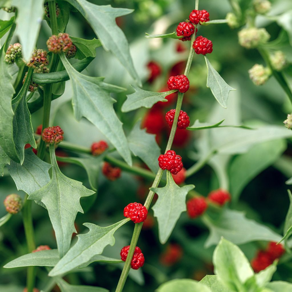 Chenopodium foliosum - Farinello foglioso