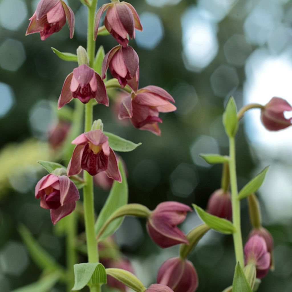 Epipactis royleana