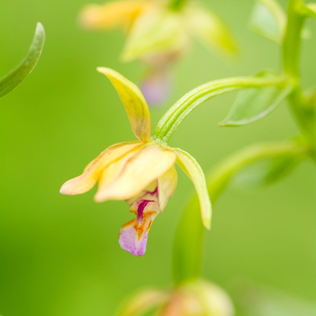 Epipactis thunbergii Yellow