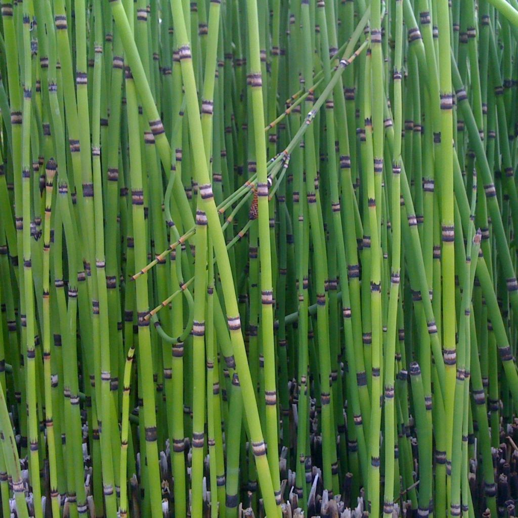 Equisetum camtschatcense, Prèle