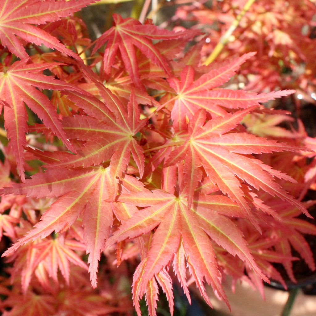 Acer palmatum Brown Sugar - Acero giapponese