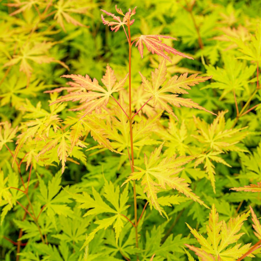 Acer palmatum Orange Lace - Acero giapponese