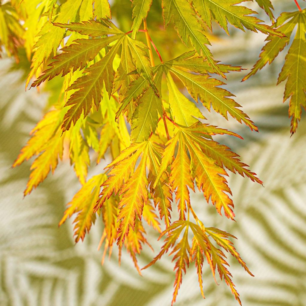 Acer palmatum Orange Lace - Acero giapponese