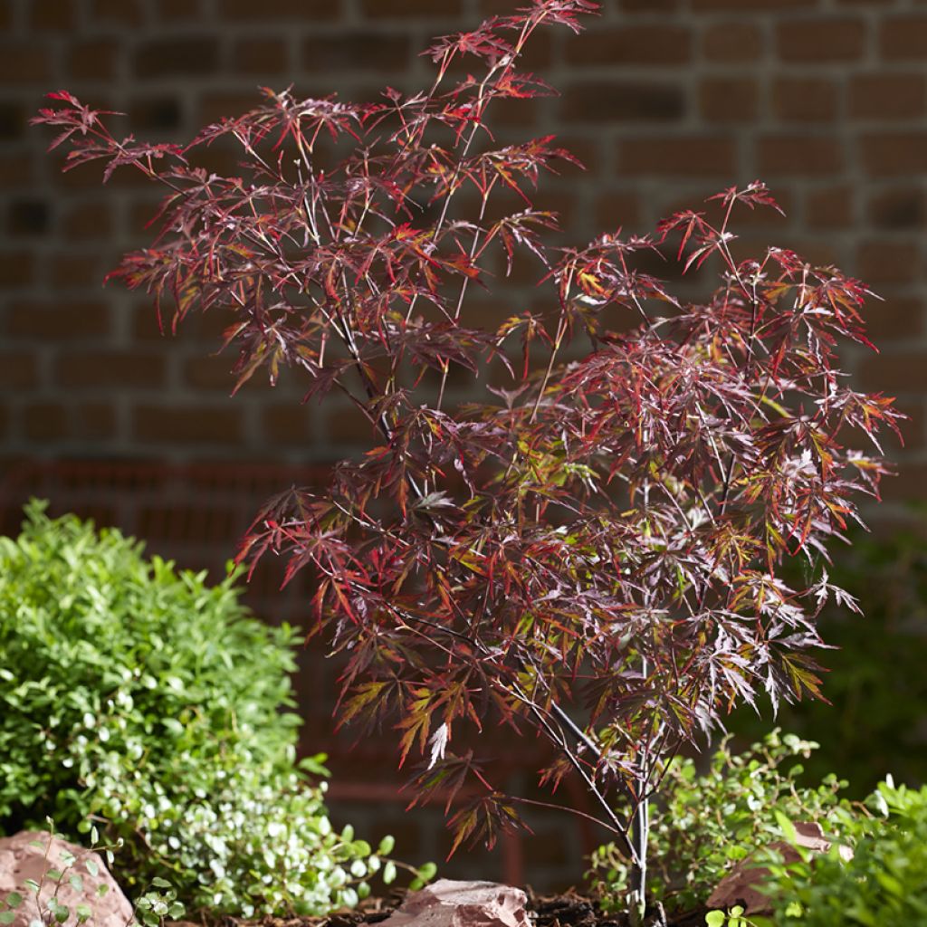 Acer palmatum Royal Garnet - Acero giapponese