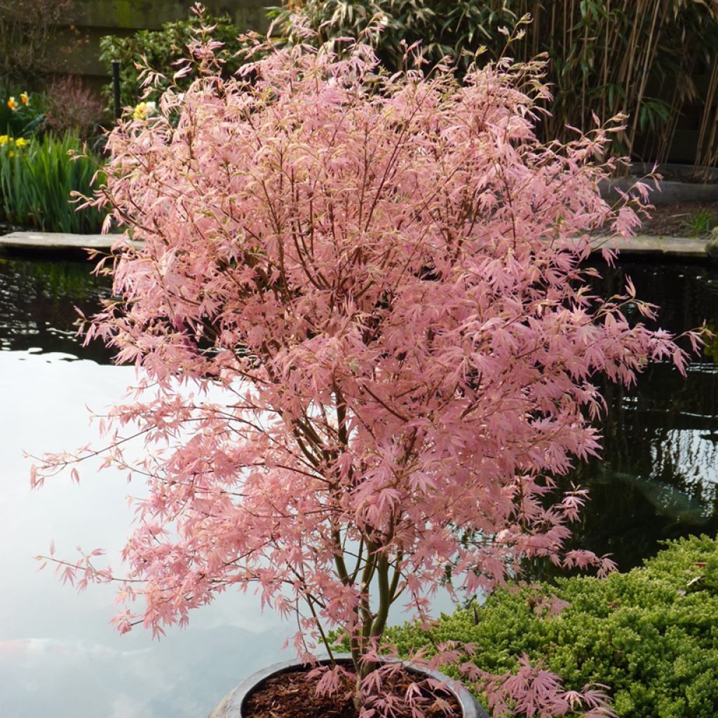 Acer palmatum Taylor - Acero giapponese