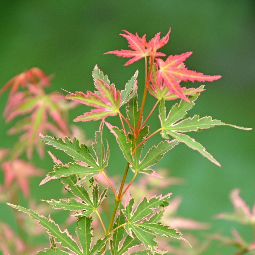 Acer palmatum Taylor - Acero giapponese