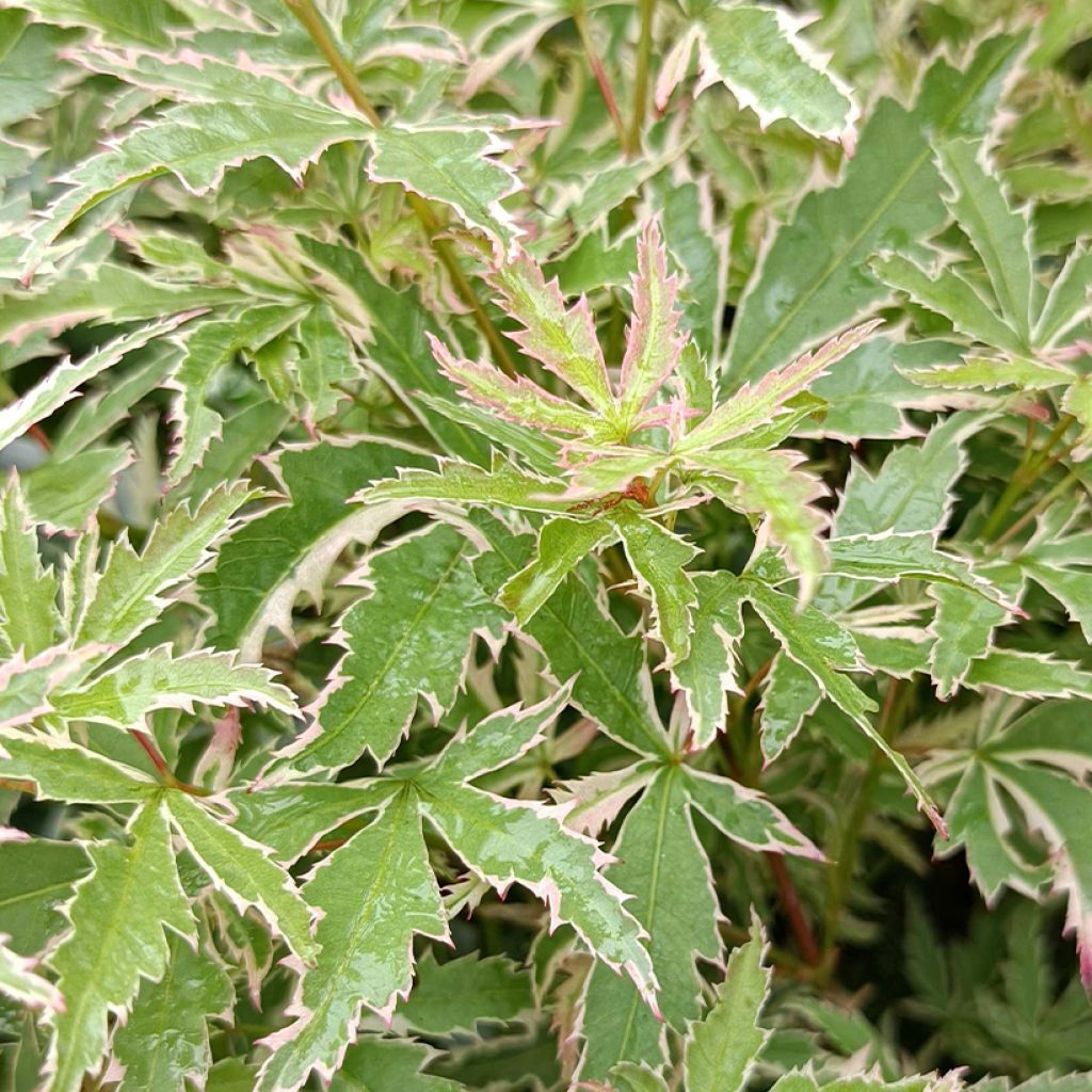 Acer palmatum Butterfly - Acero giapponese