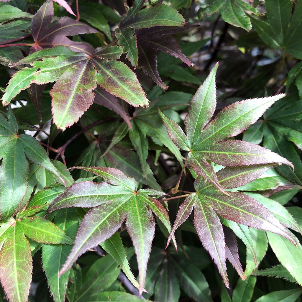 Acer palmatum Atropurpureum - Acero rosso giapponese