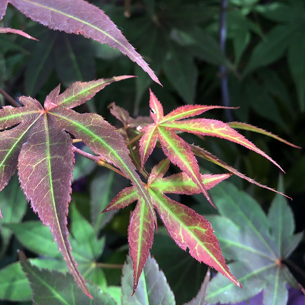 Acer palmatum Atropurpureum - Acero rosso giapponese