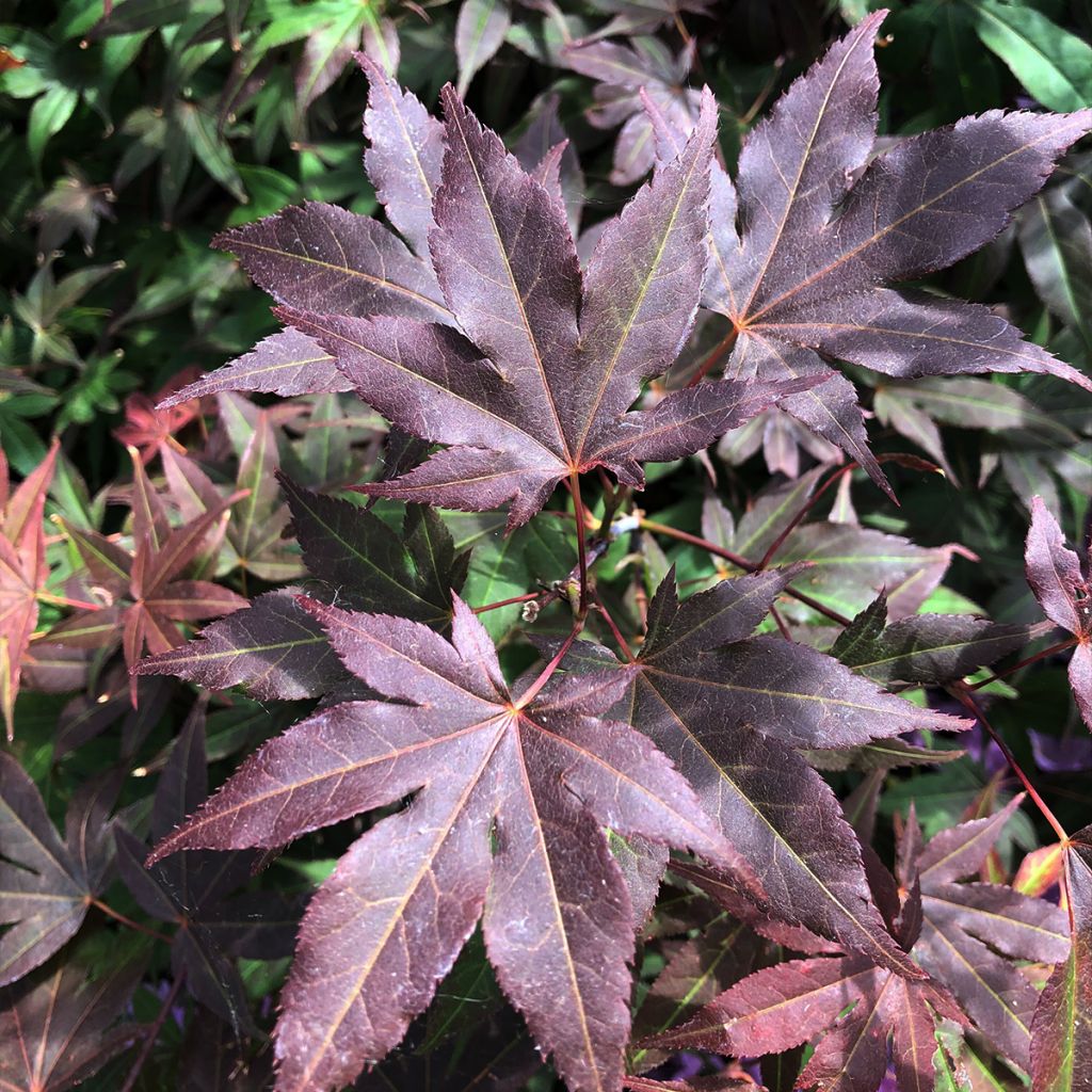 Acer palmatum Atropurpureum - Acero rosso giapponese