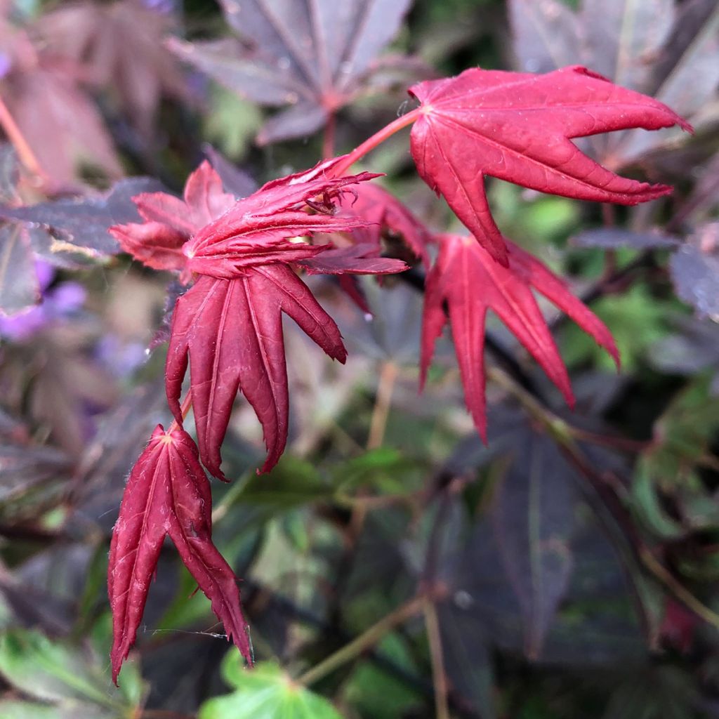 Acer palmatum Atropurpureum - Acero rosso giapponese