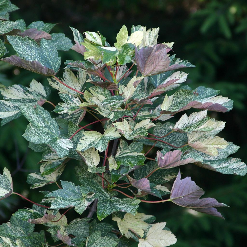 Acer pseudoplatanus Foliis Atropurpureis Argenteo