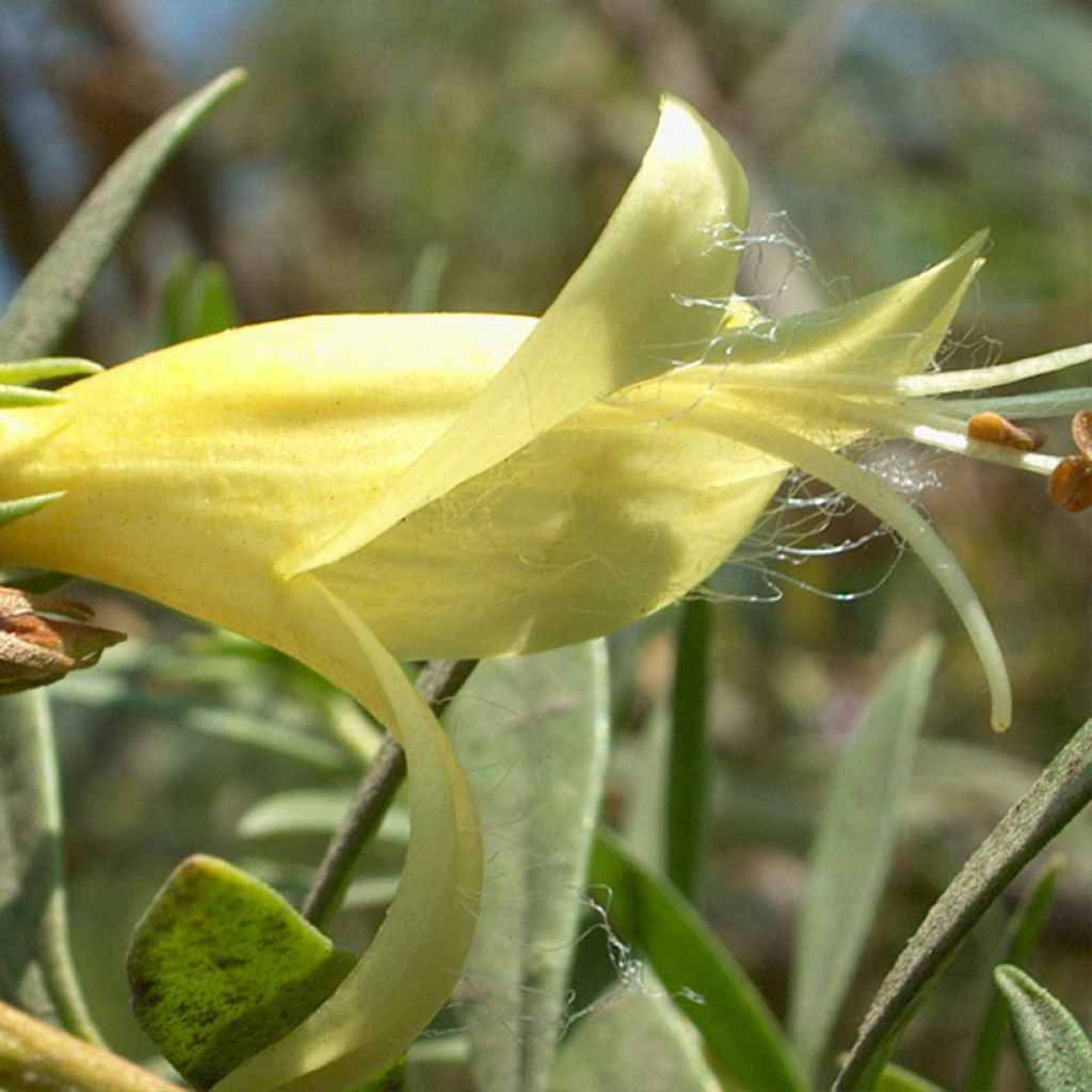 Eremophila maculata Aurea