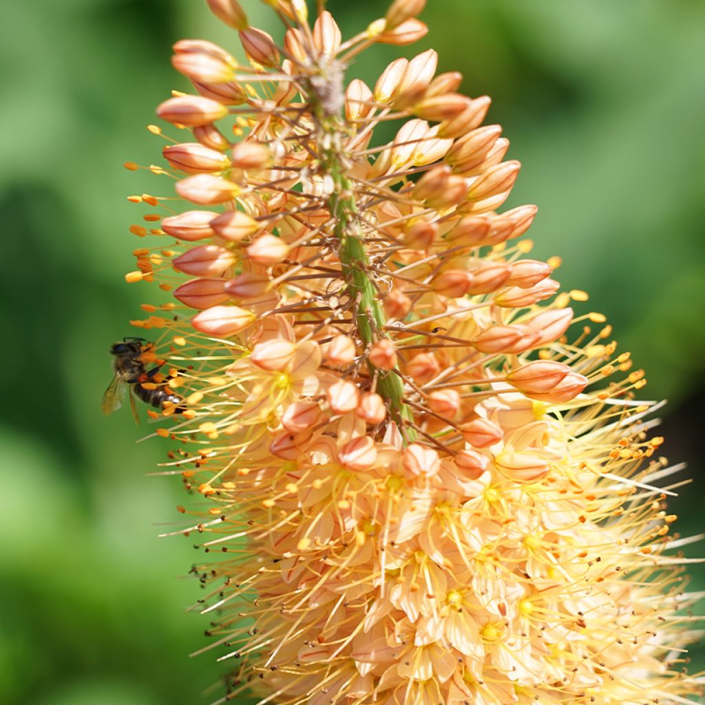 Eremurus Cléopatra - Lis des steppes