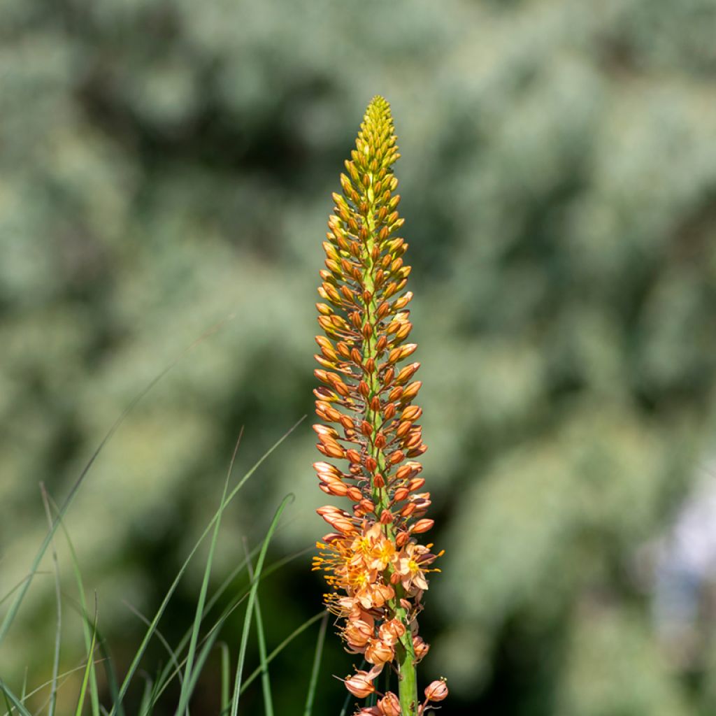 Eremurus Cléopatra - Lis des steppes