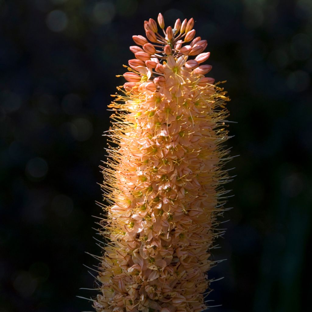 Eremurus Cléopatra - Lis des steppes