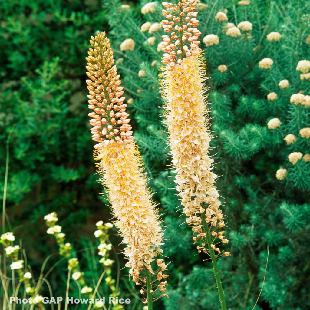 Eremurus Moneymaker - Lis des steppes