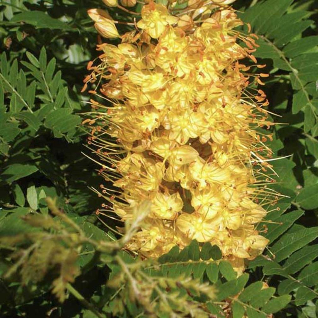 Eremurus Cléopatra