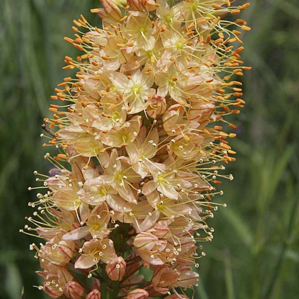 Eremurus Cléopatra