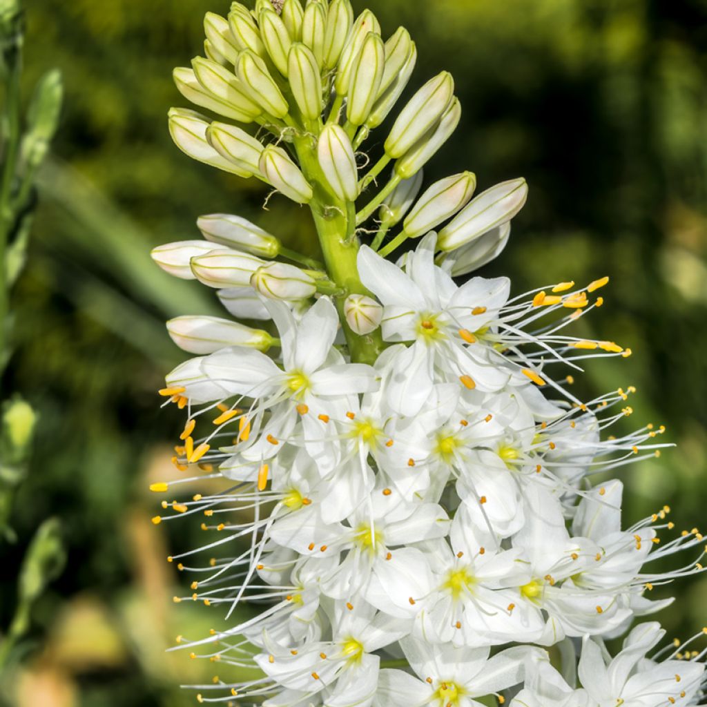 Eremurus robustus - Lis des steppes