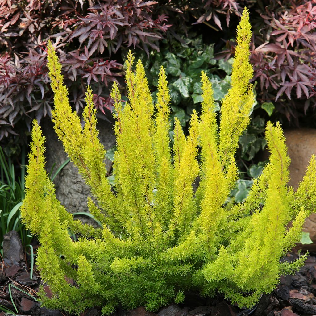 Erica arborea Albert's Gold