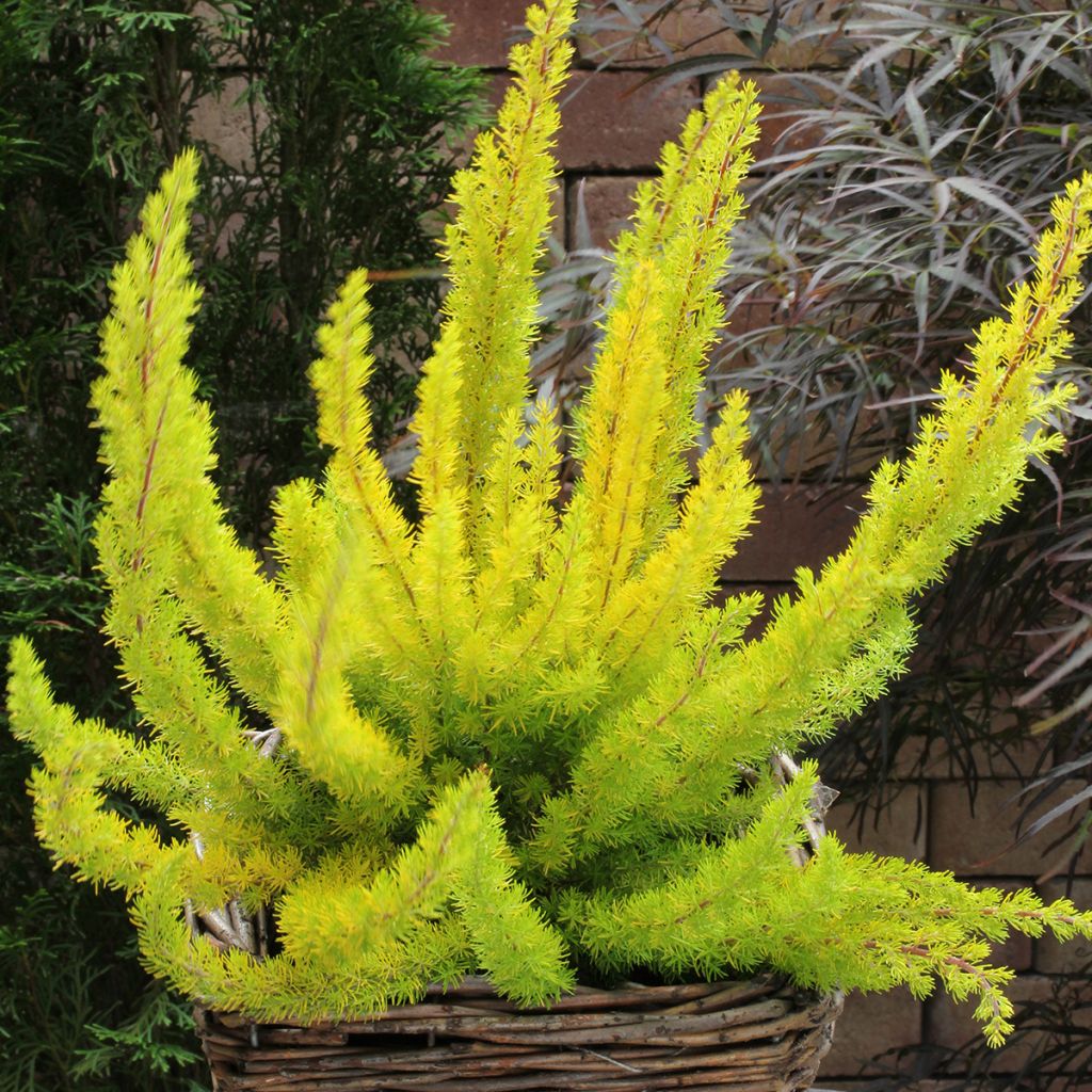 Erica arborea Albert's Gold