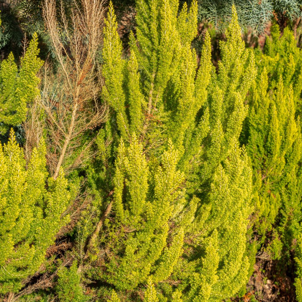 Erica arborea Albert's Gold