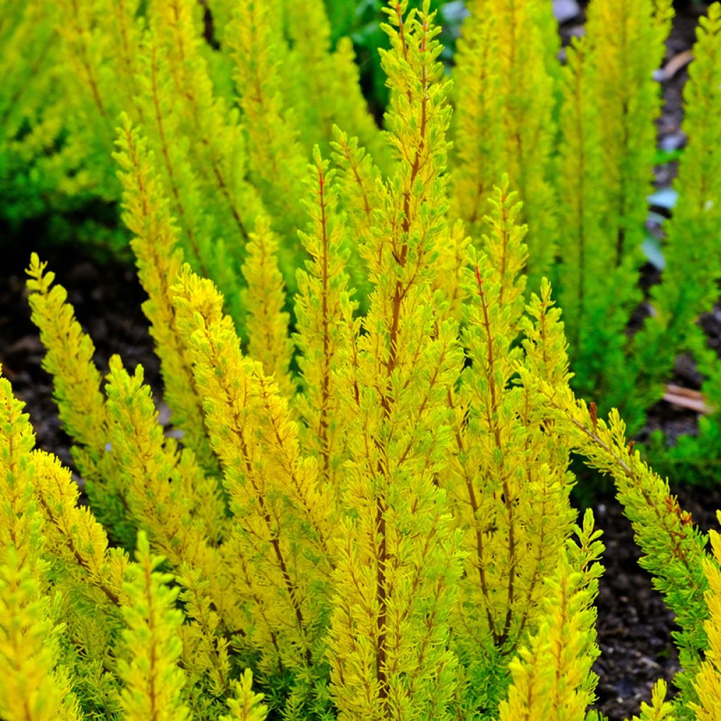 Erica arborea Albert's Gold