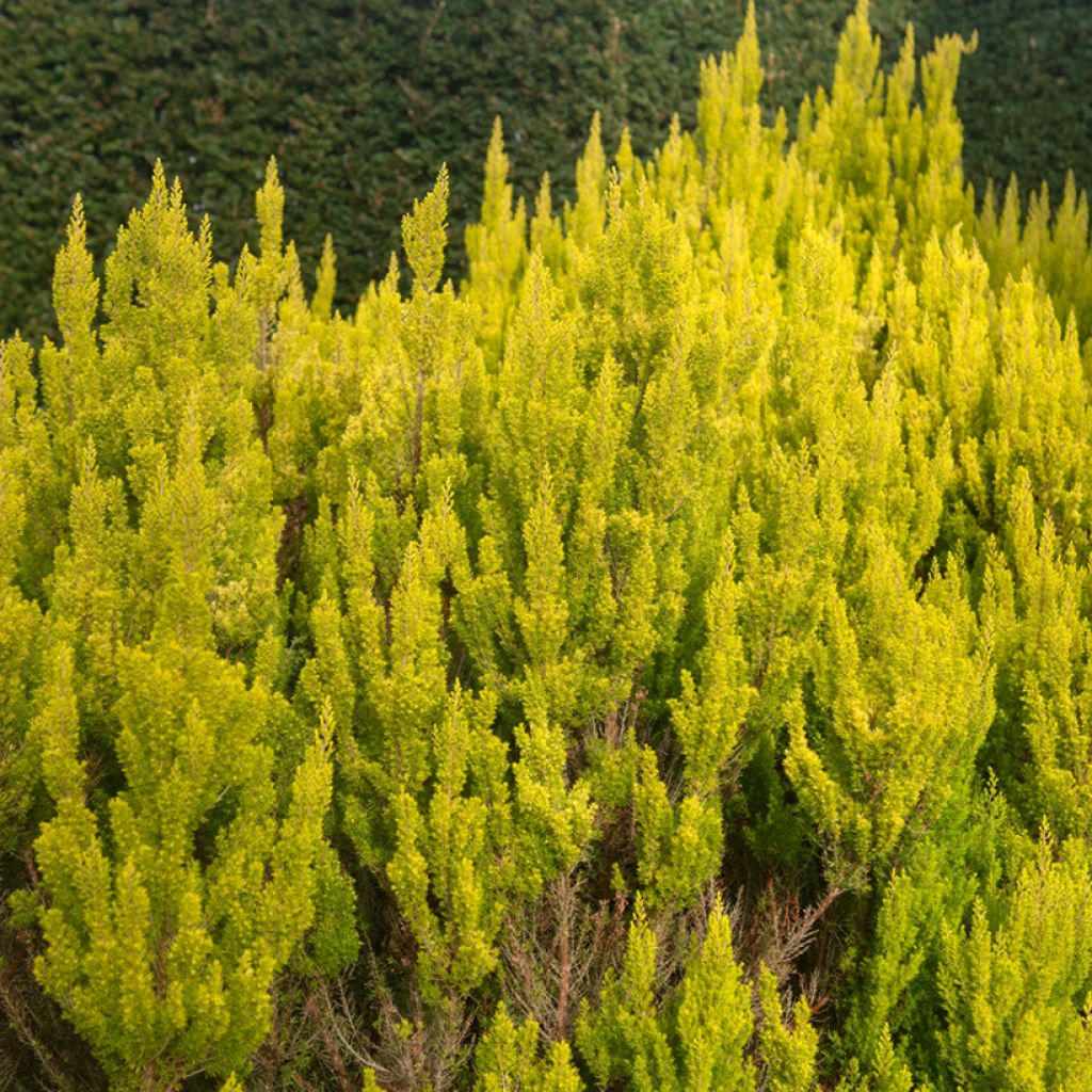 Erica arborea Albert's Gold