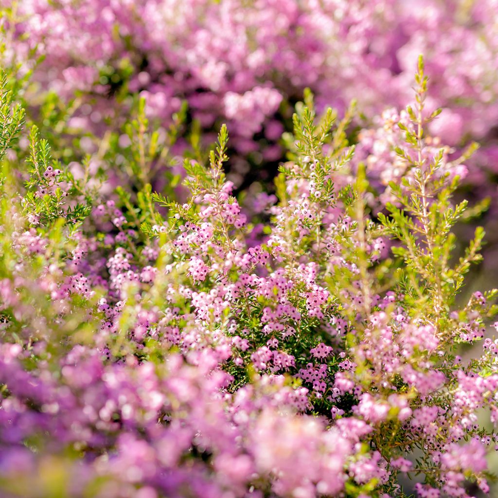 Erica canaliculata