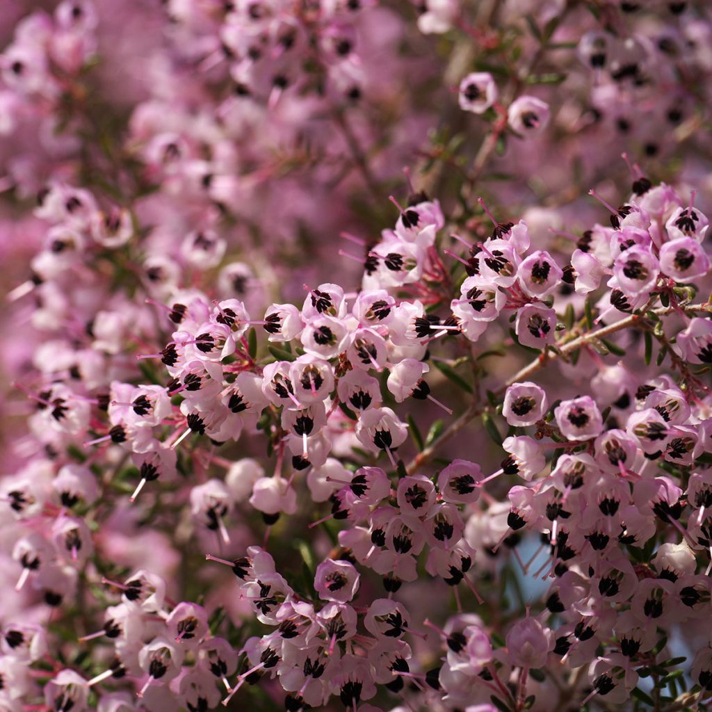 Erica canaliculata