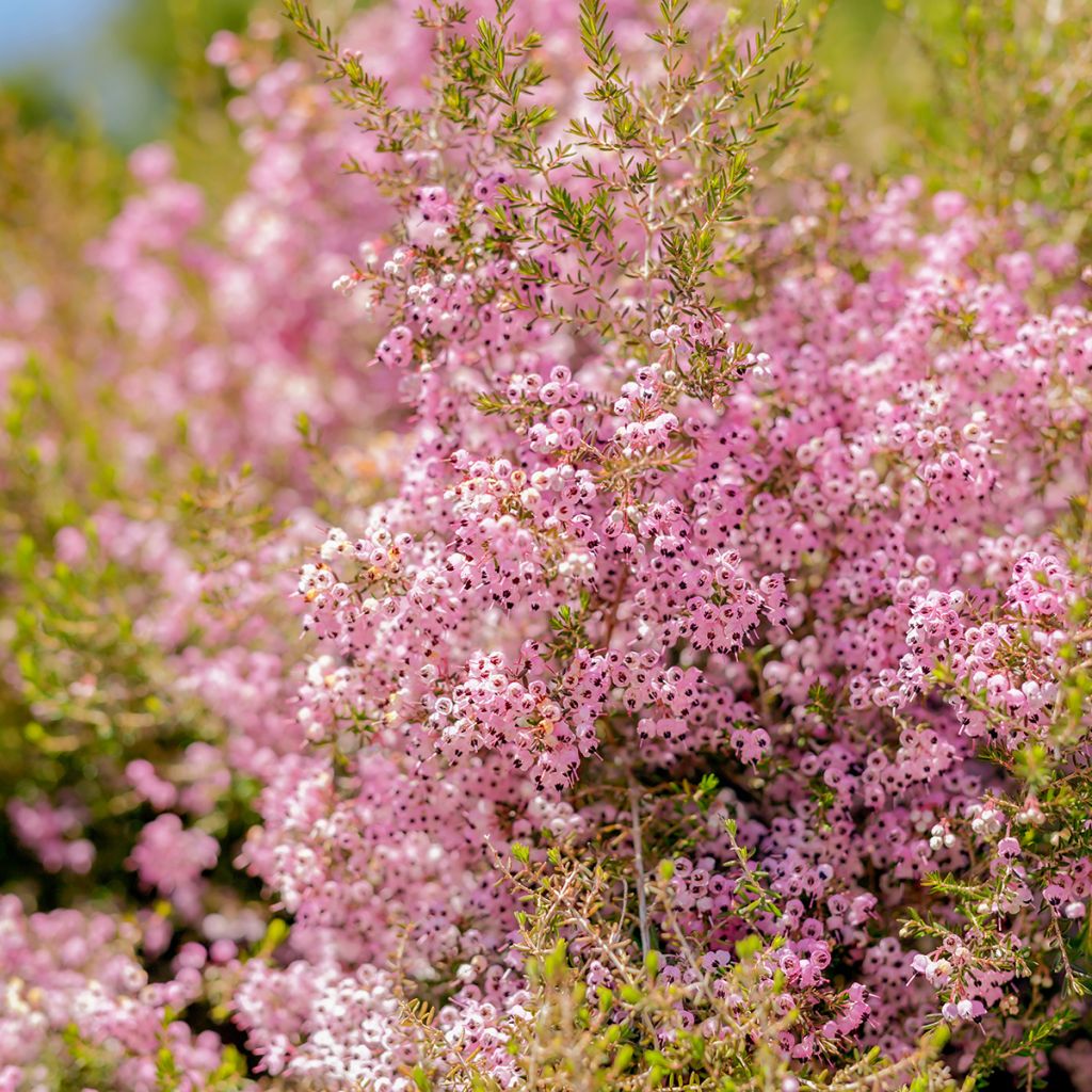 Erica canaliculata