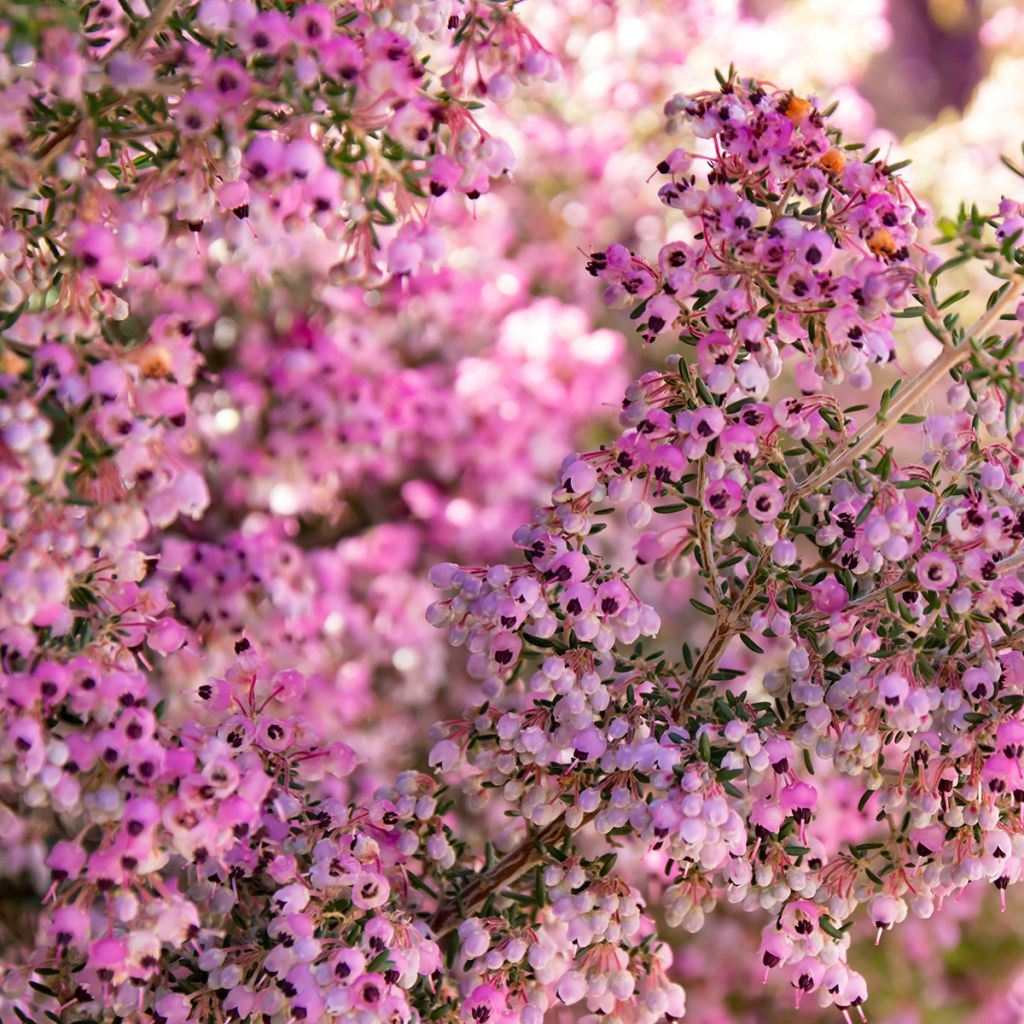 Erica canaliculata