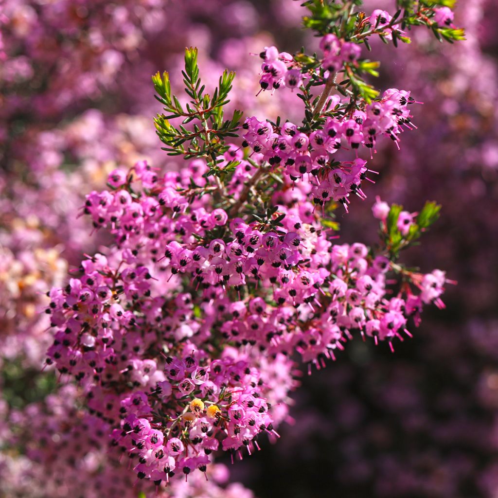 Erica canaliculata