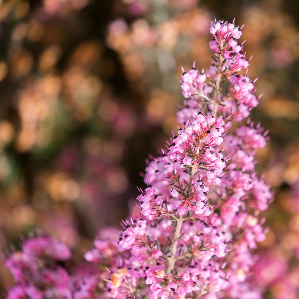 Erica canaliculata